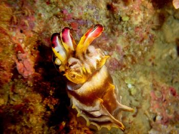 flamboyant cuttle fish taken at Sunabe Seawall Okinawa Japan by Tim Casey 